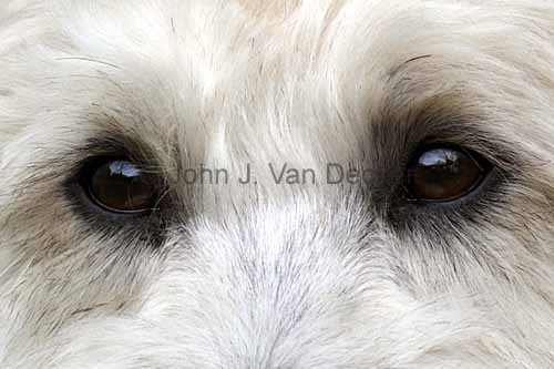 Eyes of a Soft Coated Wheaten Terrier | Eyes of a Soft ...