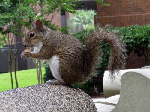 Hungry UCF Squirrel
