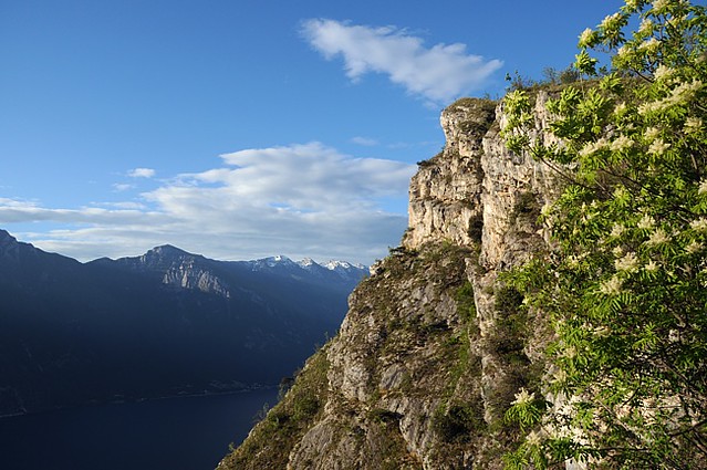 d1001190 | Manna-Esche (Fraxinus ornus), auch Blumen-Esche oder Schmuck-Esche genannt, hoch über dem Gardasee mit Blick zum Monte Baldo (Cima Valdritta, 2218 m). Trentino / Gardasee, 20.05.2010