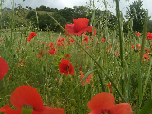 Poppies Hassocks to Lewes