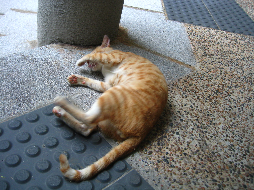 Lingnan Cat