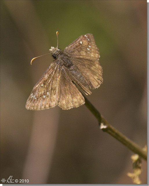 Northern Cloudywing - Thorybes pylades