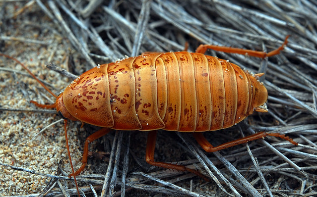 Orange desert cockroach, possibly Polyzosteria sp