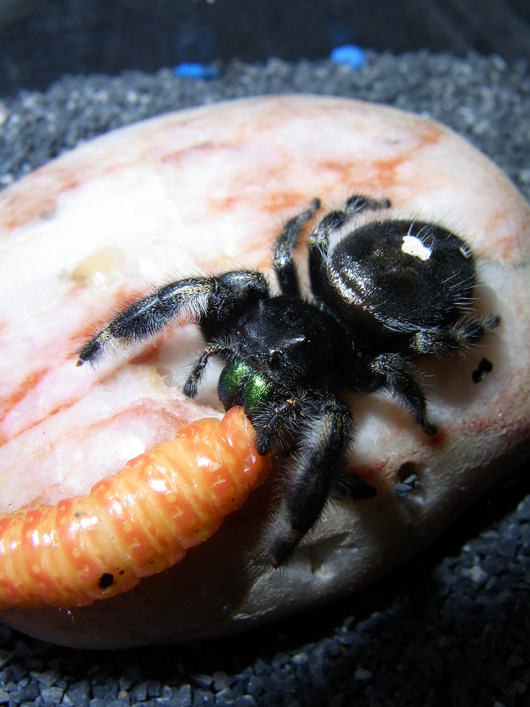 Bold Jumping Spider (Grima) & Butterworm, Here's Grima the …