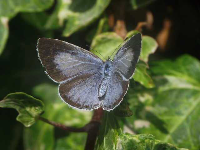 Beautiful Blue British Butterfly 2