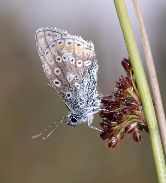 Common blue (Lycaenidae)