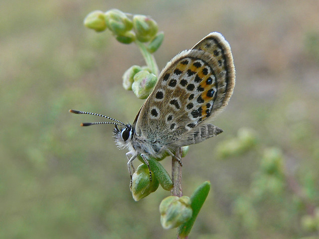 Silver-studded Blue