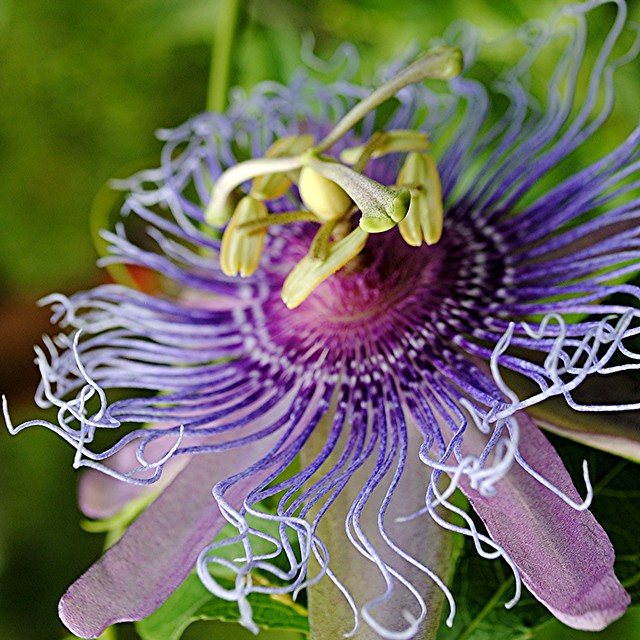 Purple Passion flower's filaments go in all directions