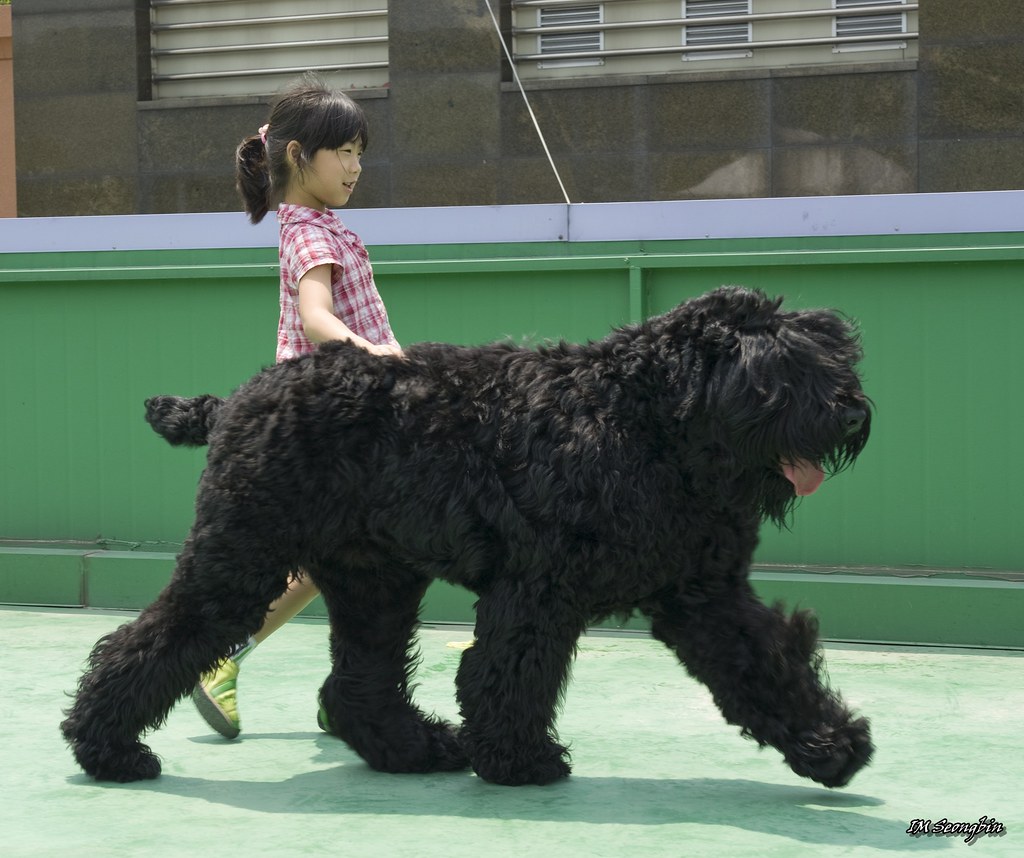 Black Russian Terrier and My Daughter (블랙 러시안 테리어와 딸)