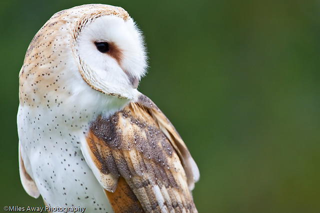 Common Barn Owl - Portrait Profile