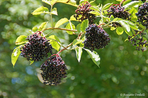 Mature Elderberry by Renate Dodell