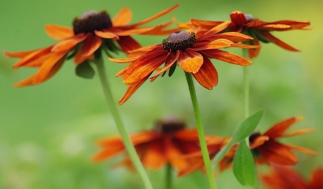 Rudbeckia oranges