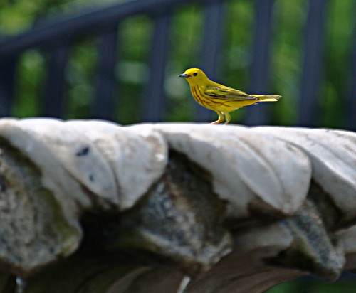 Yellow Warbler by ~Terrie K ~