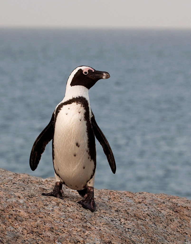 African Penguin - South Africa