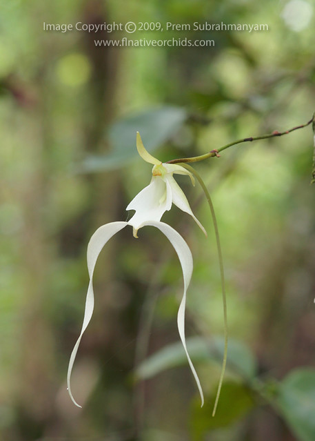 Long-tailed ghost orchid