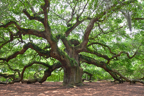 angel oak HDR by Brad_Ferguson