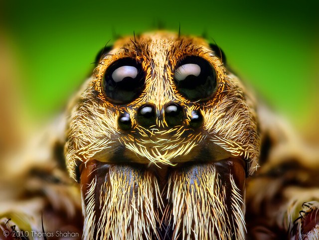 Eye Arrangement of a Hogna Wolf Spider