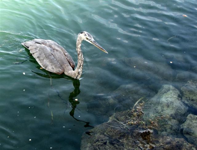 heron swimming back to the rocks