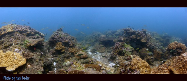 underwater panorama