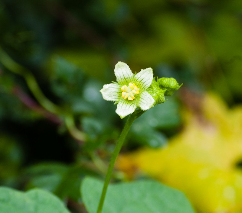 Bryony flower