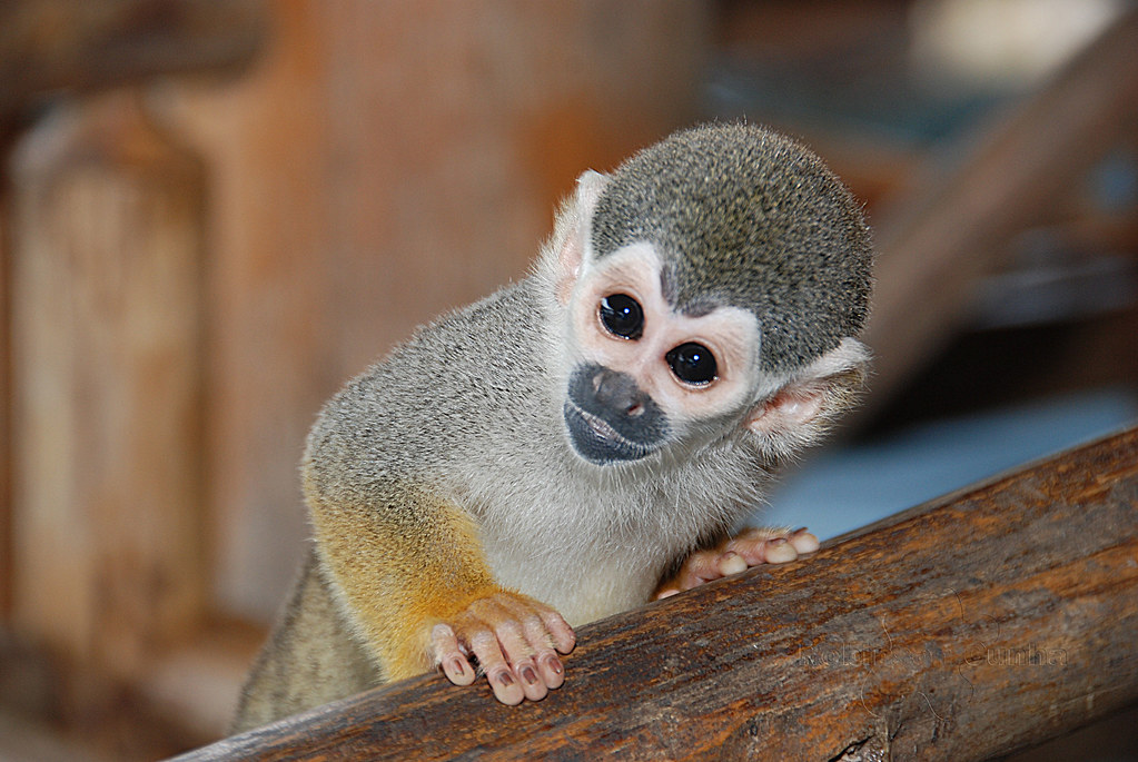 Macaco Curioso / Curious Monkey