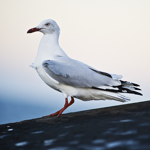 Peg Leg Seagull