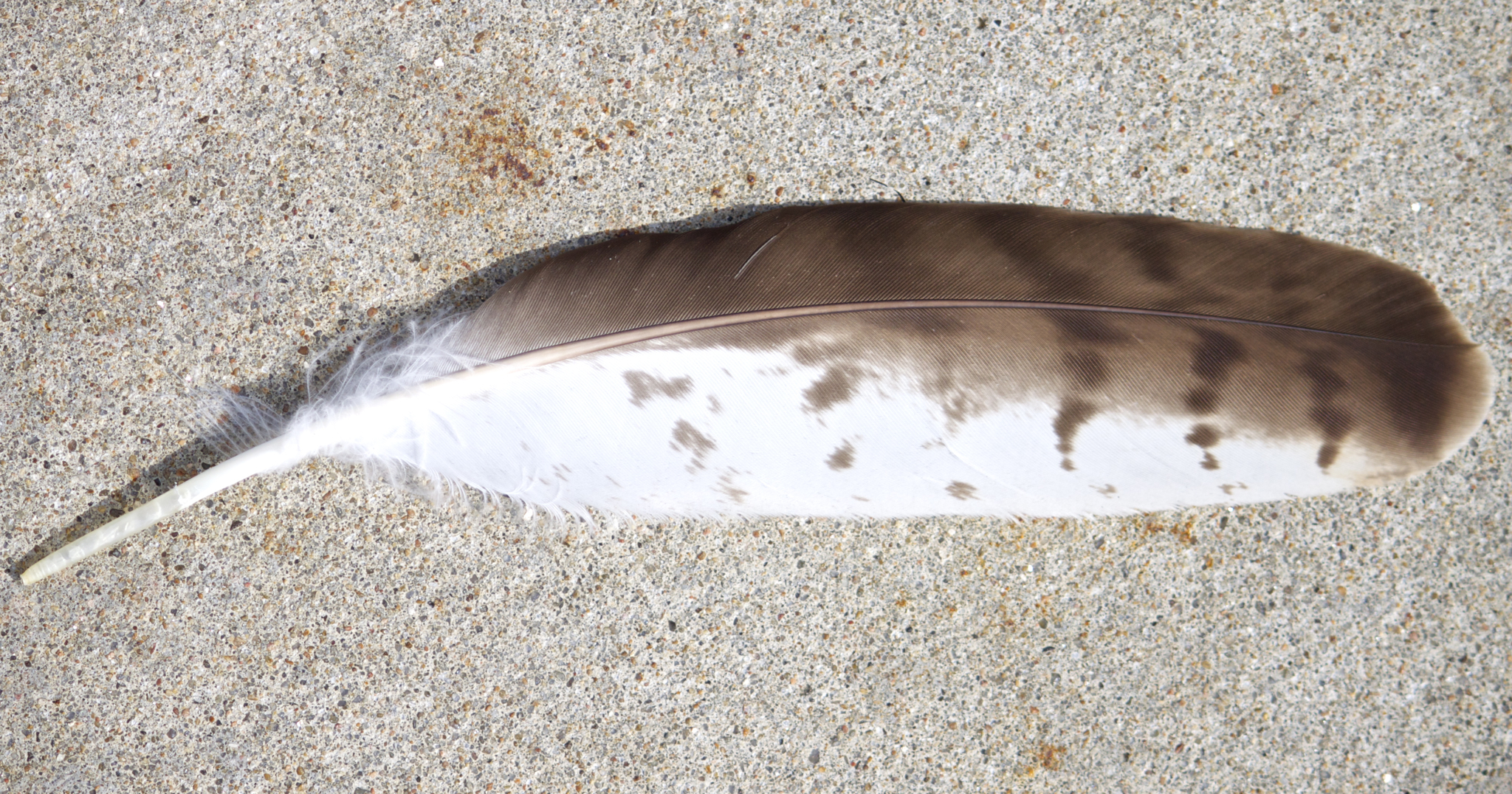 hawk feather