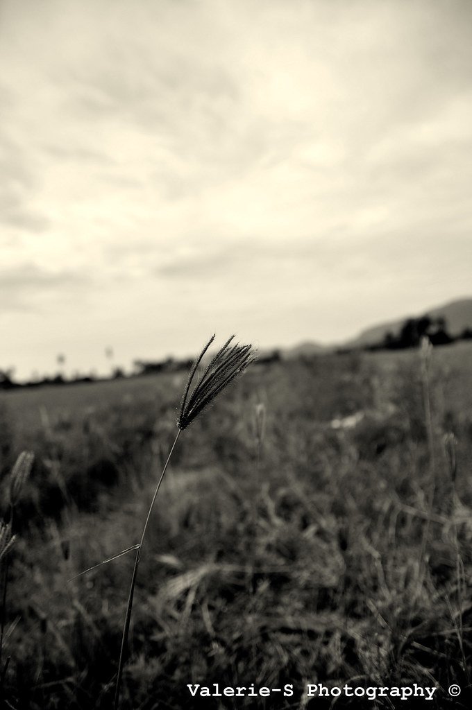 Paddy Field by valerie_s