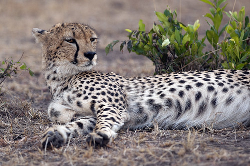 Female Cheetah Chilaxing! | by Wild Pixel Safaris