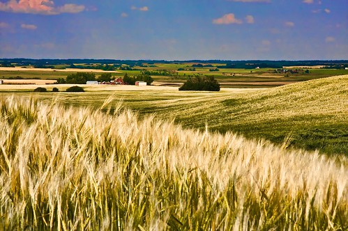 nature landscape outdoor alberta wheatfields
