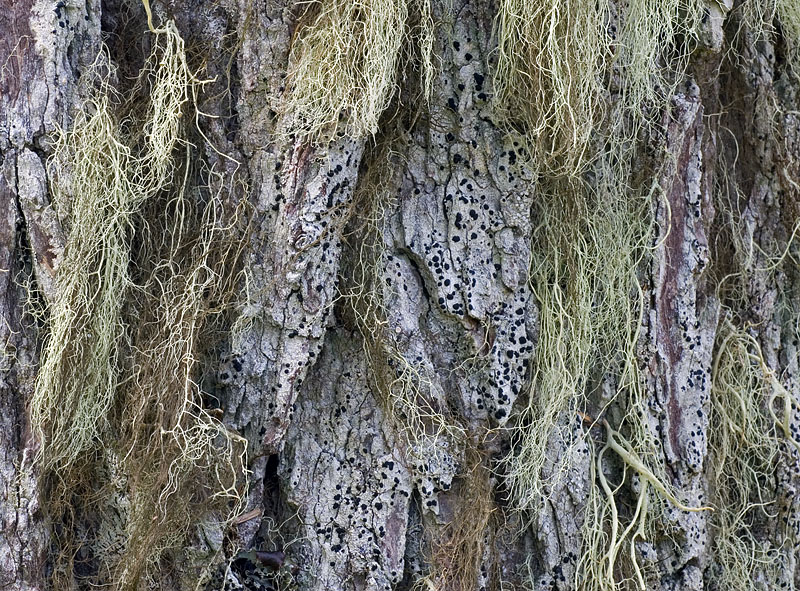 Mountain Hemlock lichen community