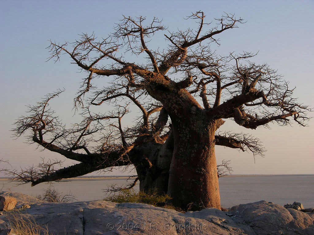 Big beautiful baobab trees | Flickr