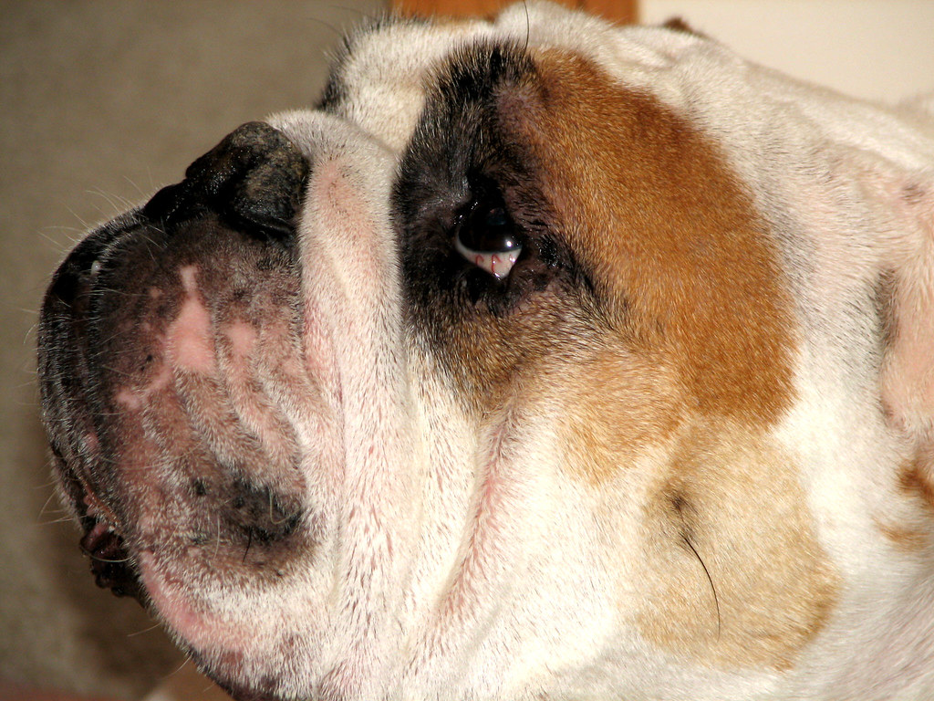 A Face | Only a mother could love | Shannon L | Flickr