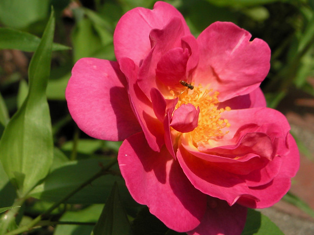 rose bug