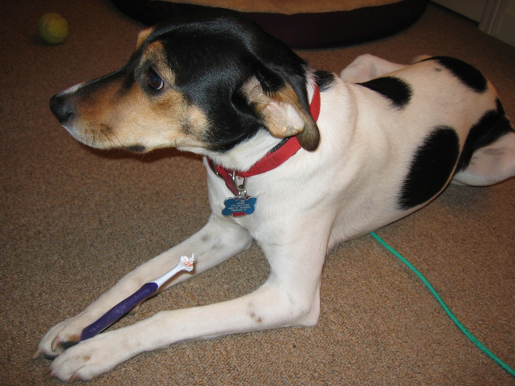 Dog toothbrush and tube of pet toothpaste on a counter