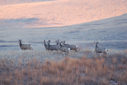 Mule Deer | Some Mule Deer along Highway 1804 south of Bisma… | Flickr