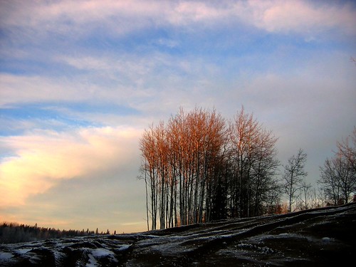 Stand of trees | by Katpix