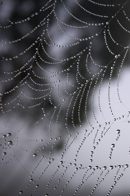 Spider Web, Lake Taupo, NZ