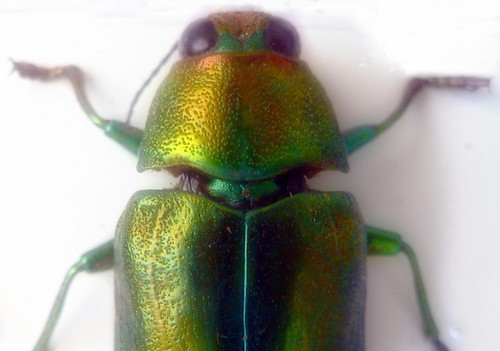 Beetle | by Zsaj