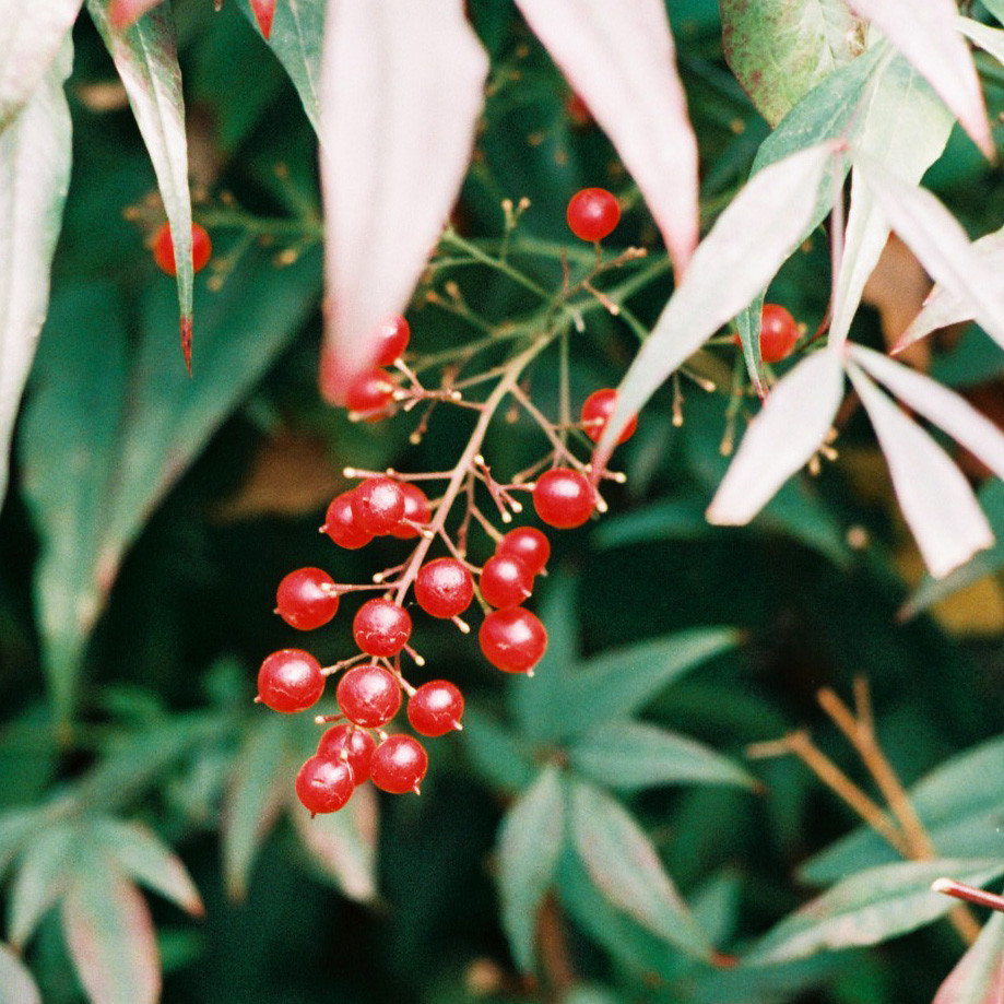 red beads