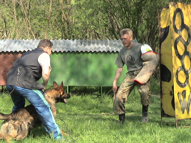 Training personal protection dog (Slovakia)