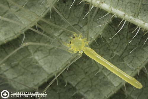 Long-bodied Jungle Pholcid- Calapnita cf. deelemanae ♀ | by PF T.J.