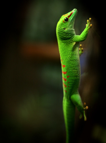 Gecko by Juli Kearns (Idyllopus)