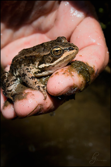 The-Ranch_Frog_MG_7952_cw