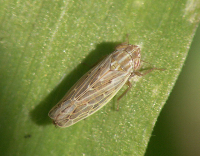 Cicadellidae - Deltocephalinae - Psammotettix sp leafhopper