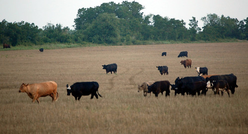 texas july 2010 farmscenes richlandsprings