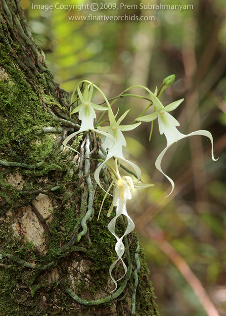 Multi-flowered ghost orchid