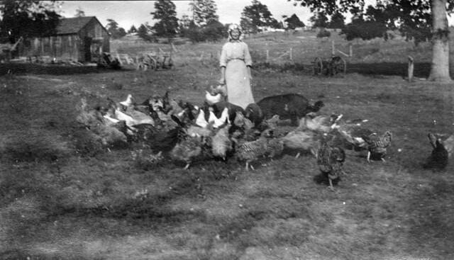 Katie Seubert feeding chickens and pigs