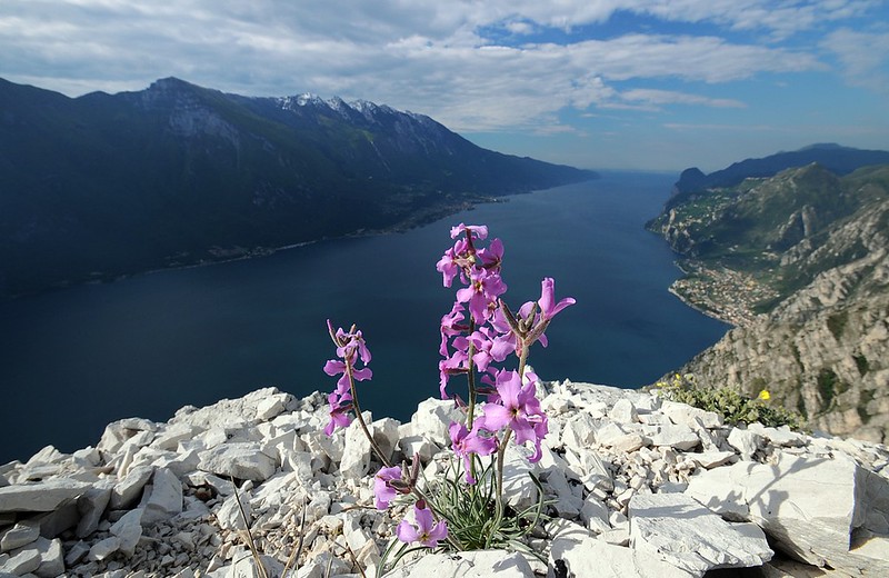 d1001202 | Walliser Levkoje (Matthiola fruticulosa subsp. valesiaca), auch als Karnische Levkoje (Matthiola carnica) oder Trübe Levkoje bezeichnet, auf der Punta Larici (908 m), mit Blick südwärts auf den Gardasee. Links der Monte Baldo (Cima Valdritta, 2218 m), rechts des Sees der markante Monte Cas (779 m). Trentino / Gardasee, 19.05.2010
