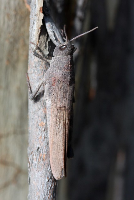 Mimetic gumleaf grasshopper (Goniaea opomaloides)